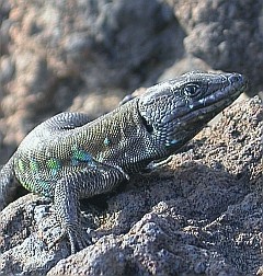 Atlantic Lizard - Gallotia atlantica © Teresa Farino